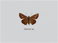 藏品(黯弄蝶)的圖片